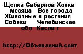 Щенки Сибиркой Хаски 2 месяца - Все города Животные и растения » Собаки   . Челябинская обл.,Касли г.